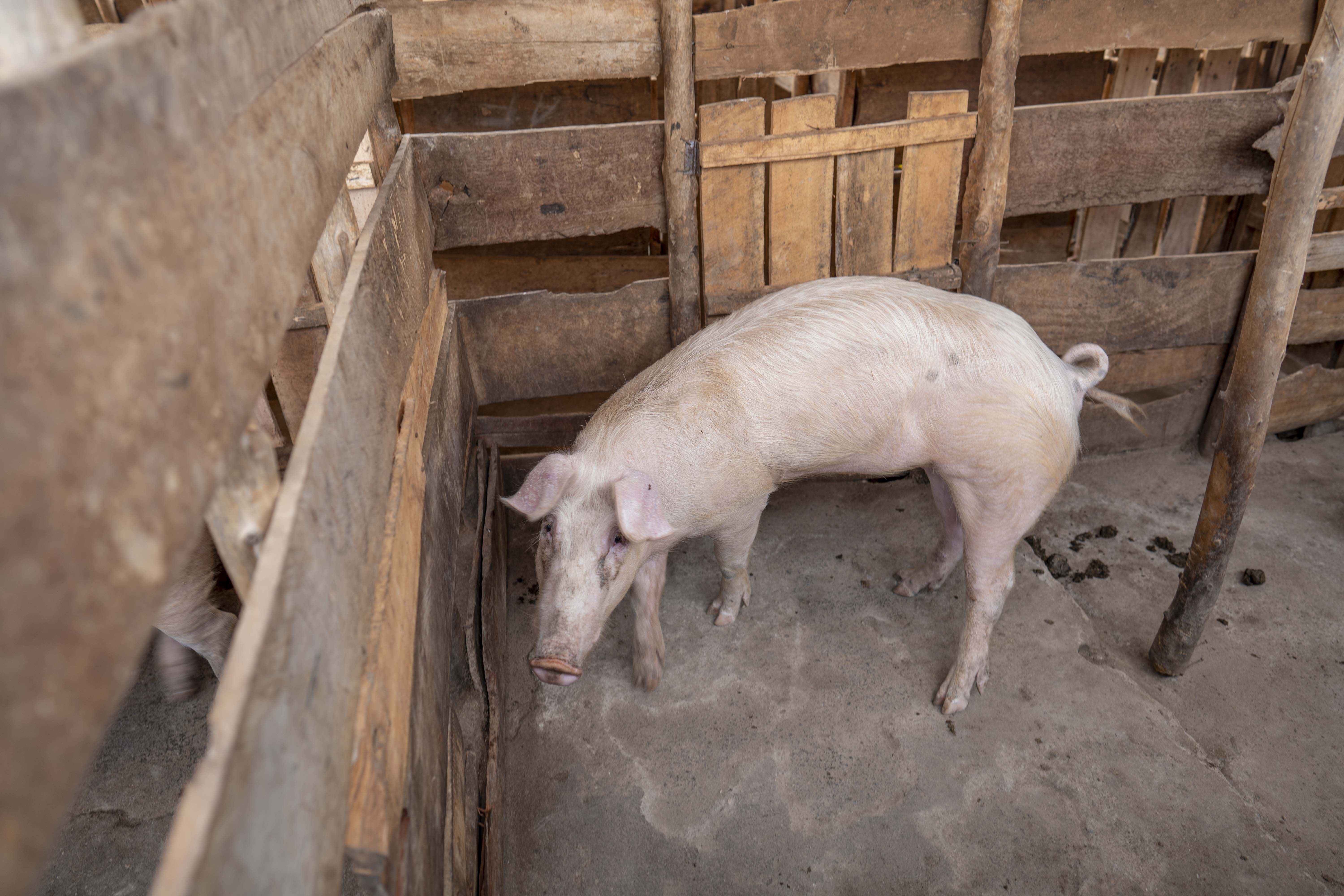 Élevage - Yakongo Green