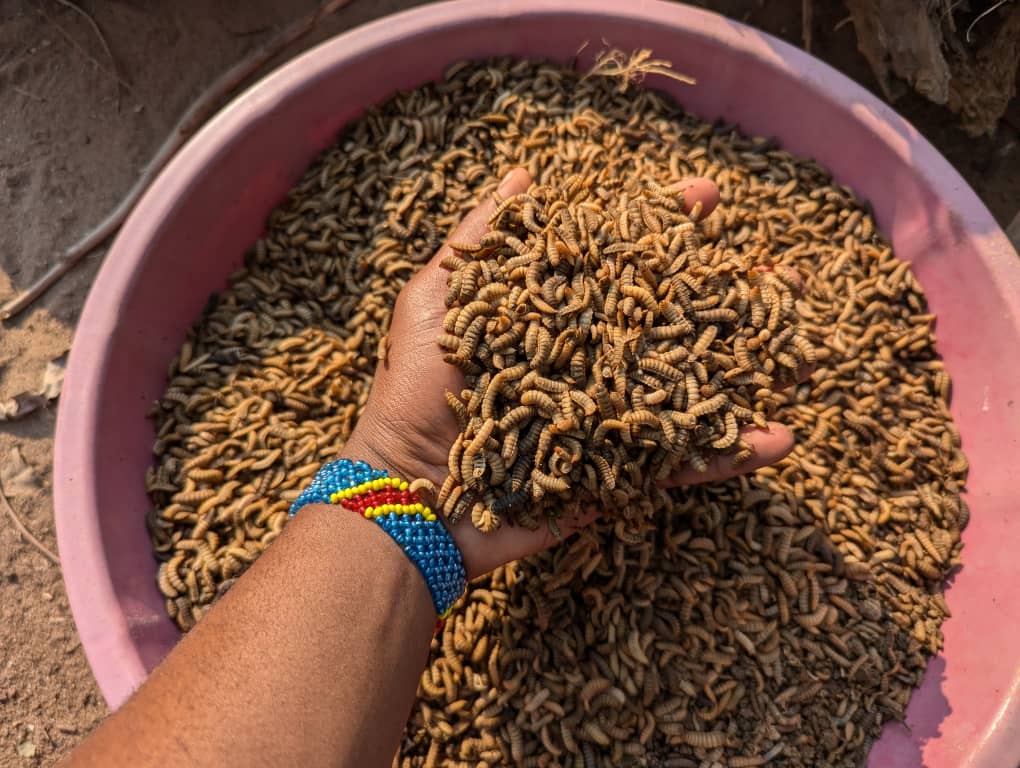 BSF larvae - Bioconversion